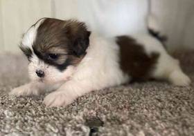 Shih Tzu