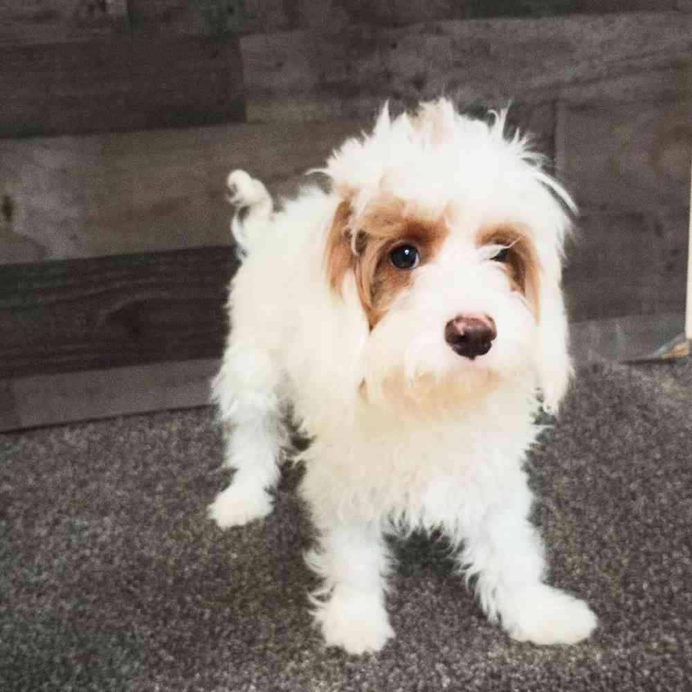 Female Cavapoo Puppy for Sale in Troy, MI