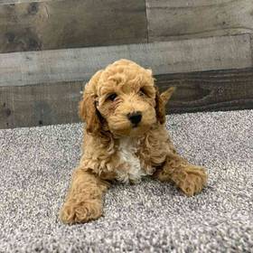 Cavapoo