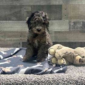 Cavapoo
