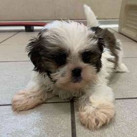 Shih Tzu