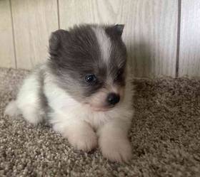 Pomeranian