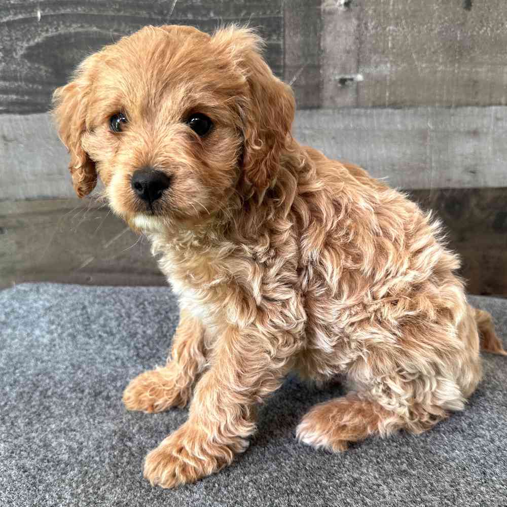 pet breed image
