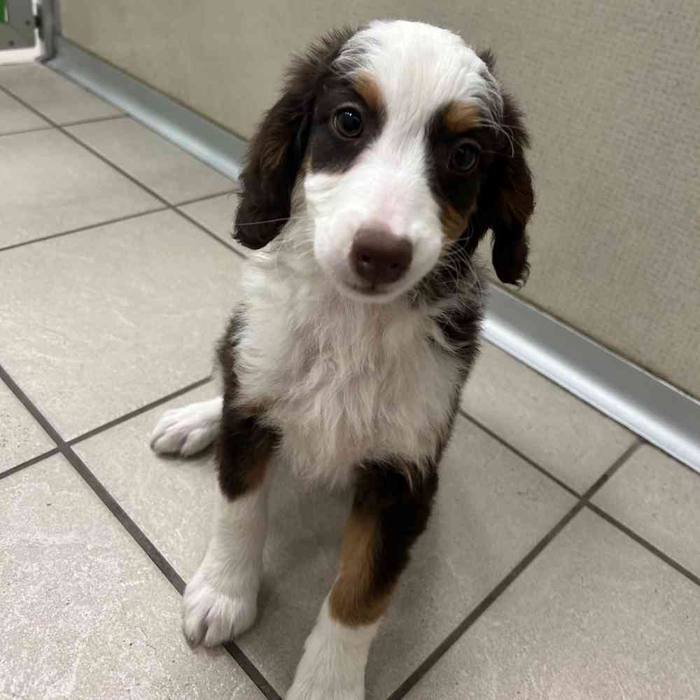 Mini Bernedoodle