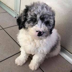 Mini Newfy Poo