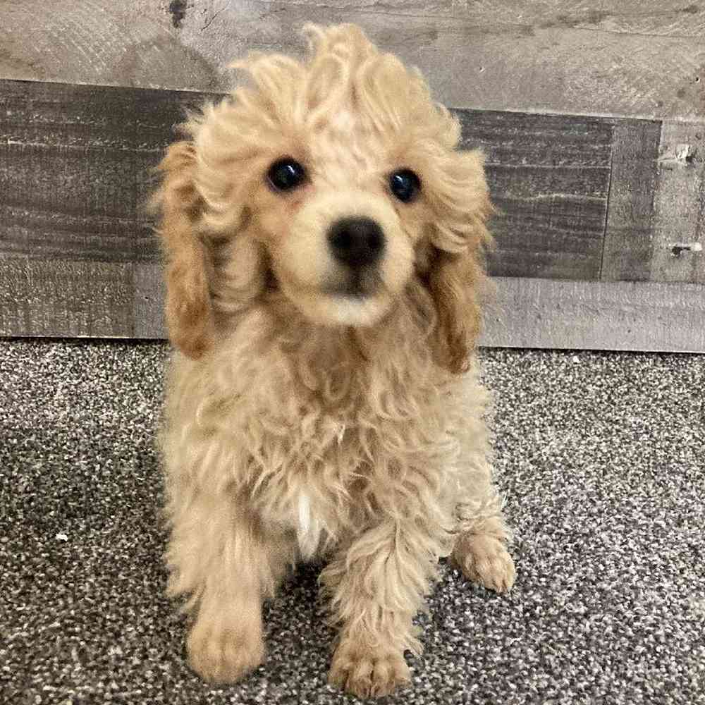 Male Mini Poodle Puppy for Sale in Troy, MI