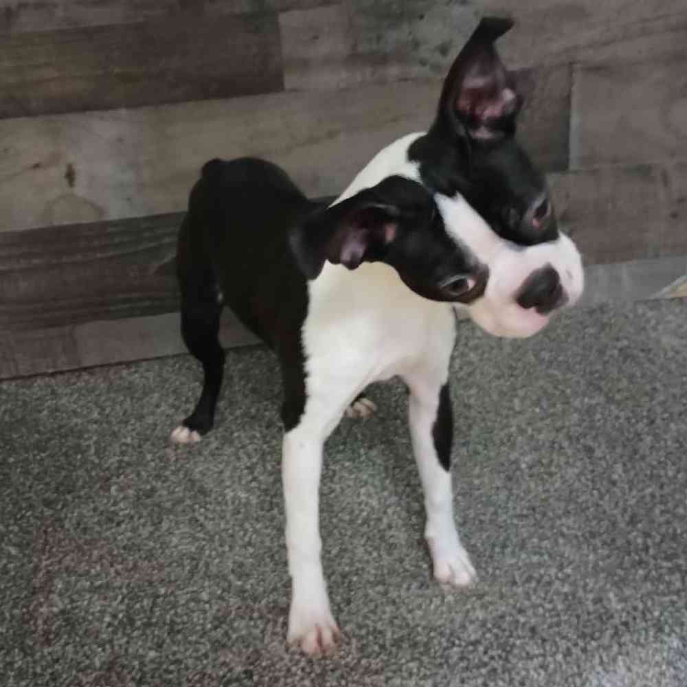Female Boston Terrier Puppy for Sale in Troy, MI