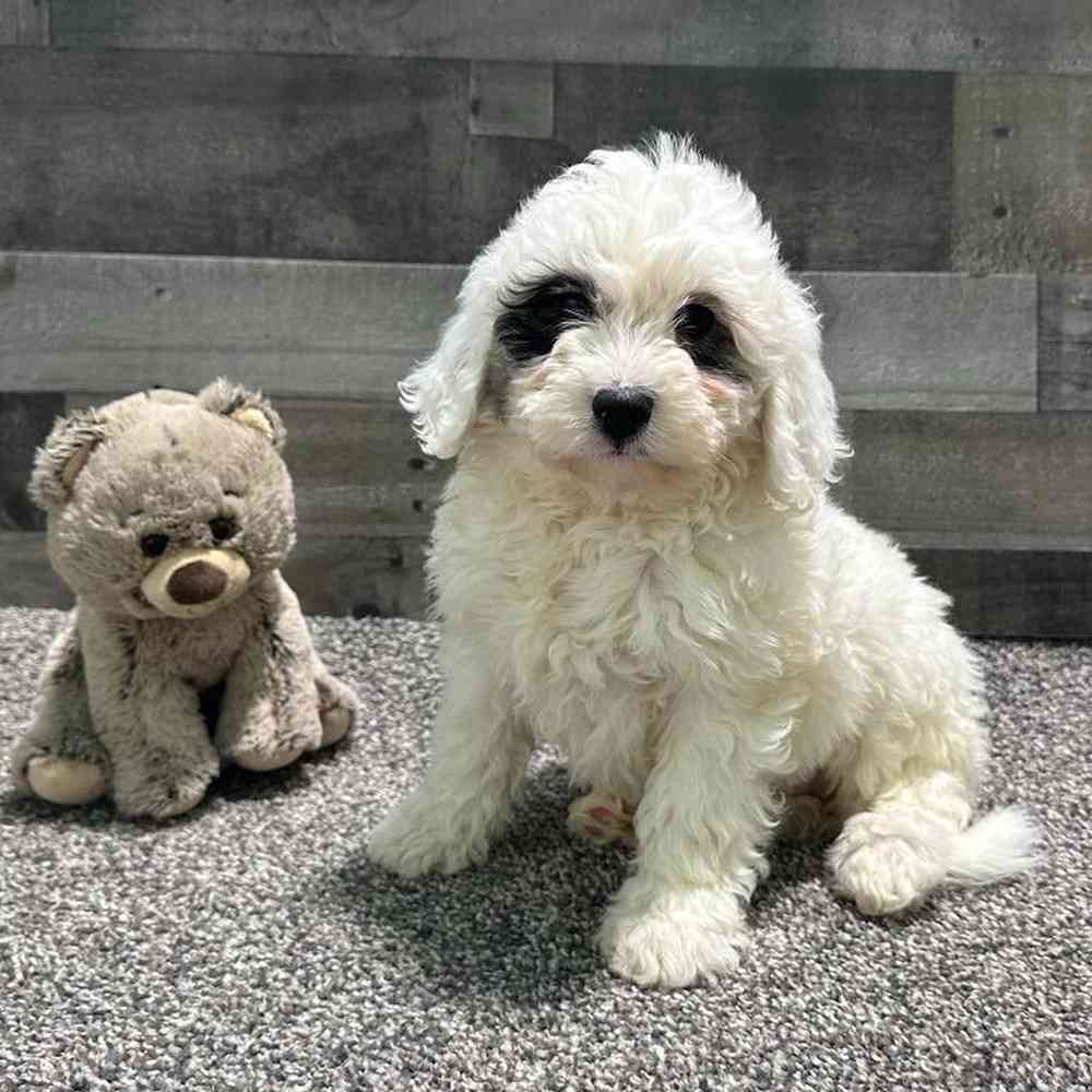 Information on Mini Poodle Puppies for Sale in Michigan