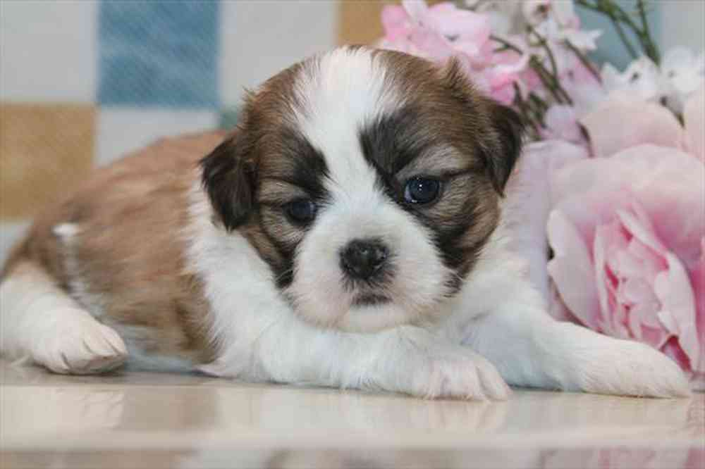 Boomer, Male Shih Tzu Puppy for sale in Troy