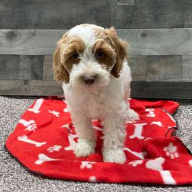 Cockapoo