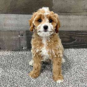 Cavapoo