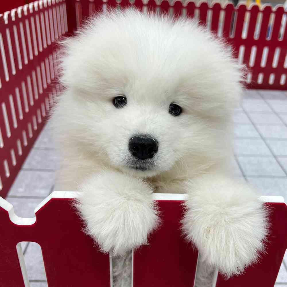 Samoyed puppies deals
