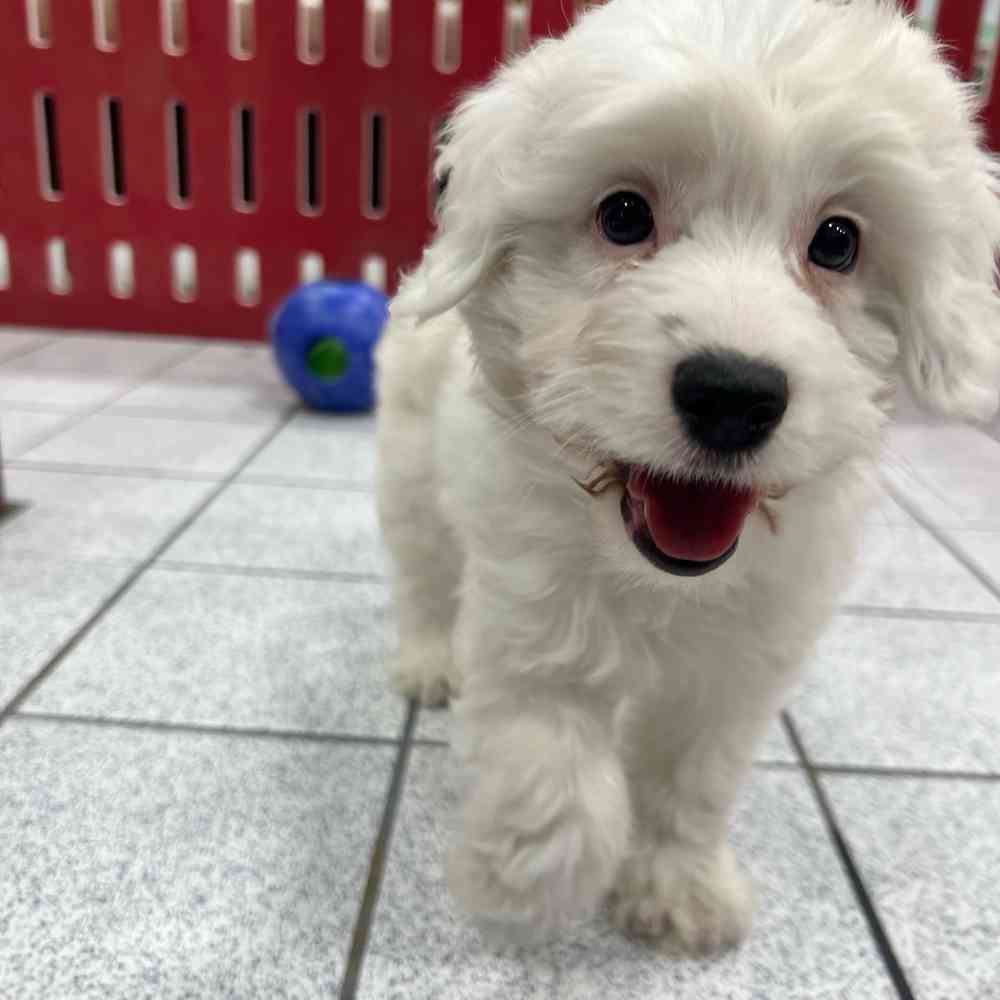 Mini Aussiedoodle