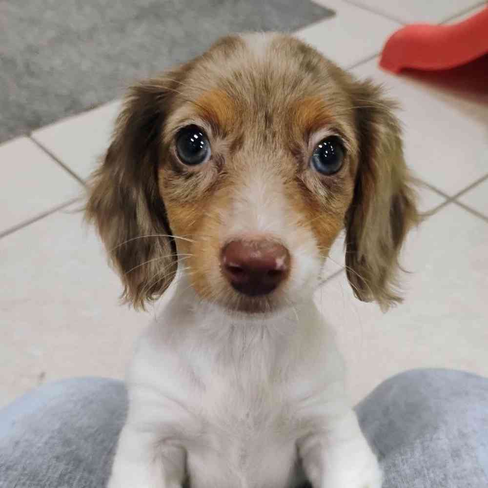 pet breed image
