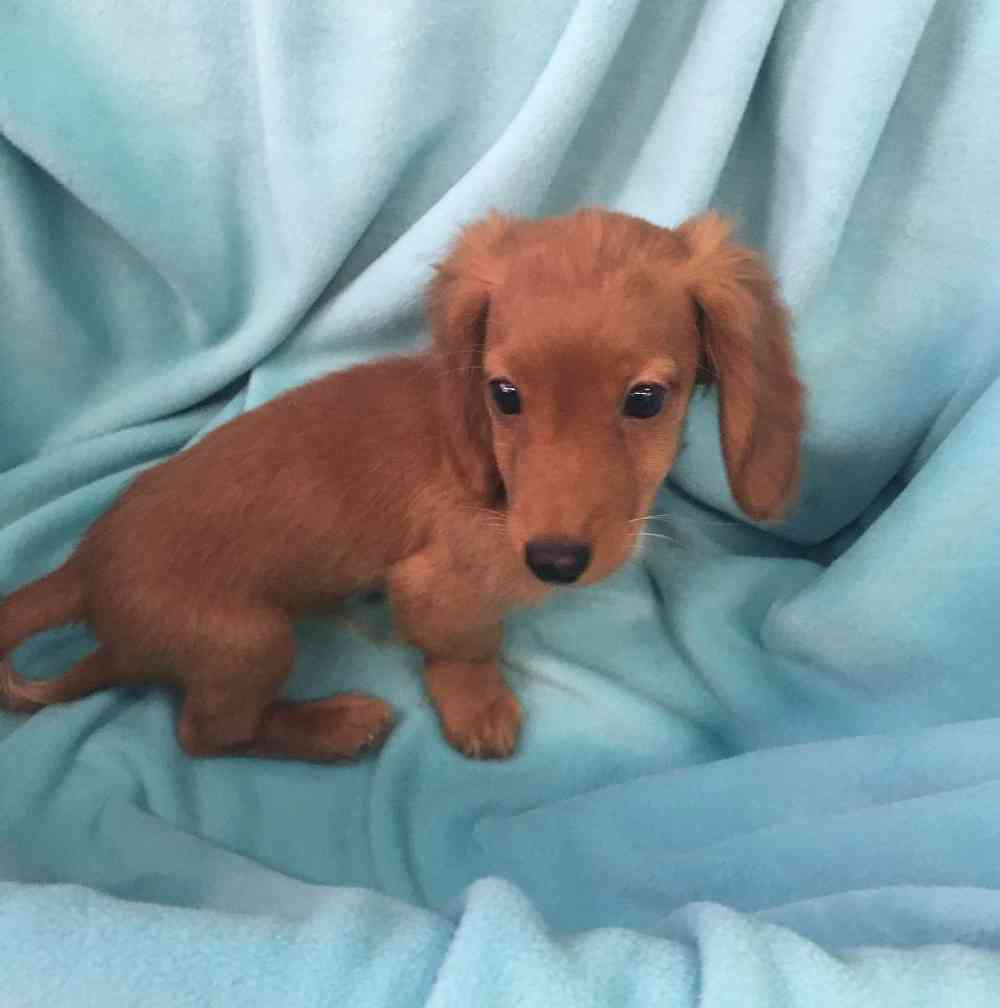 Puppy