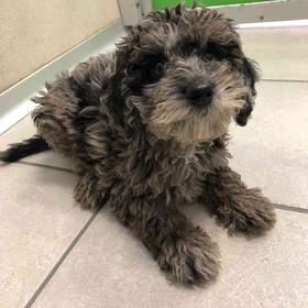 Mini Poodle