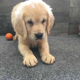 Golden Retriever