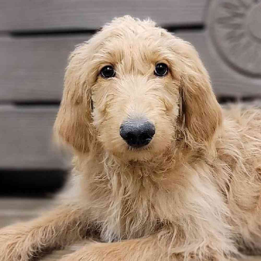 Male Goldendoodle (F1B) Puppy for sale