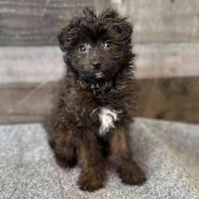Pomeranian Poodle