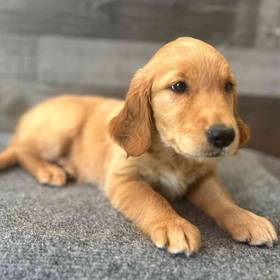 Golden Retriever