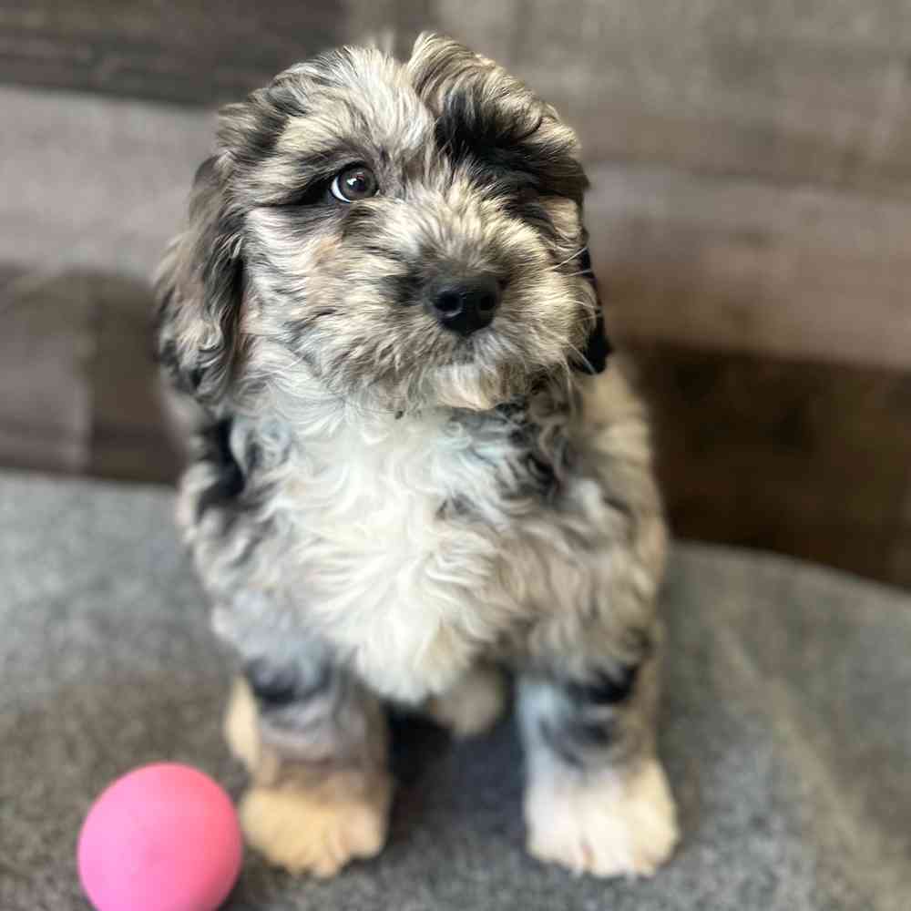 pet breed image