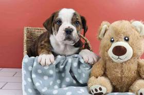 Bulldoggle