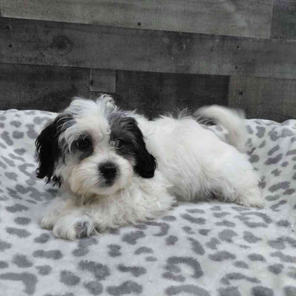 Image of a pet breed in the gallery