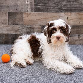 Cockapoo