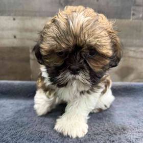 Shih Tzu