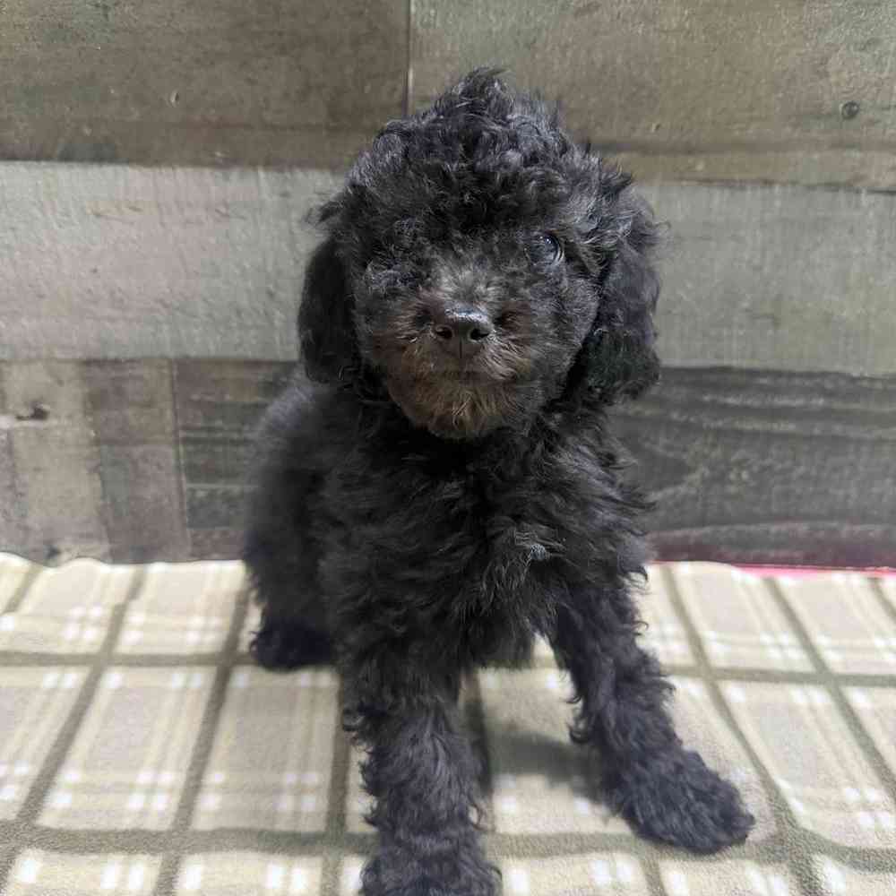 pet breed image