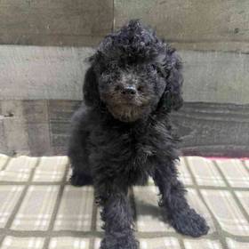 Poodle