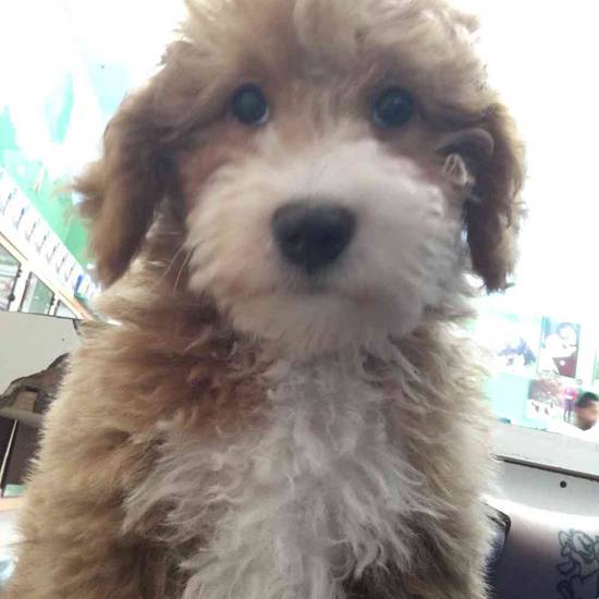 Caesar