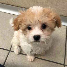 Cavalier King Charles Spaniel-Maltese