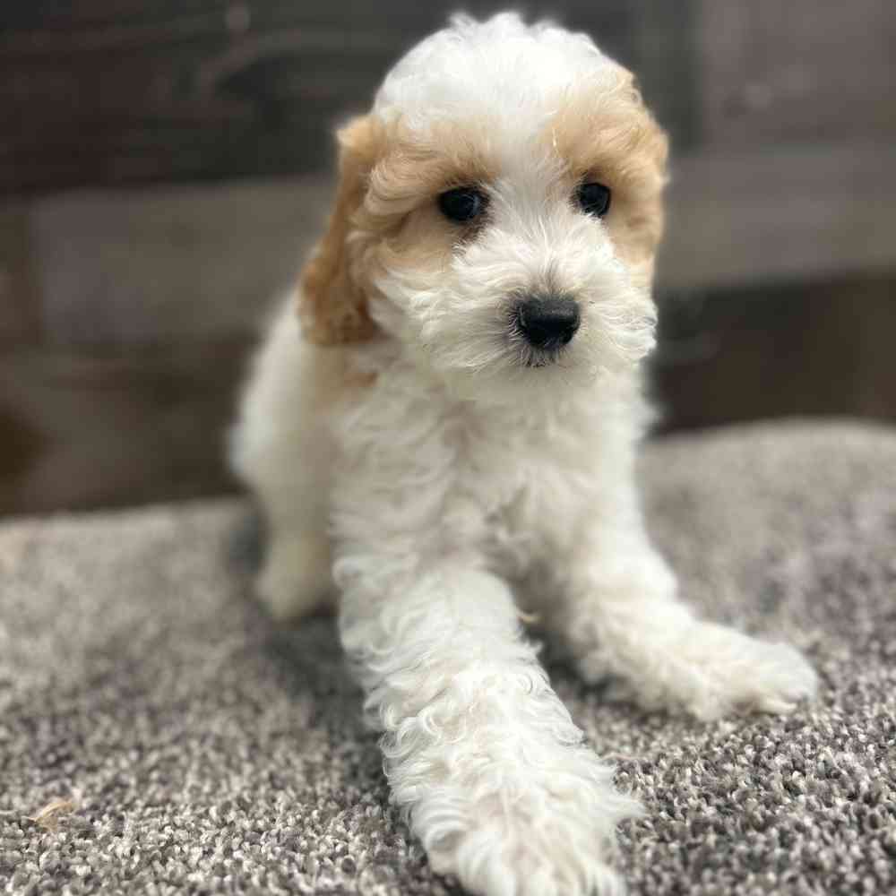 Information on Dachshund-Mini Poodle Puppies for Sale in Michigan