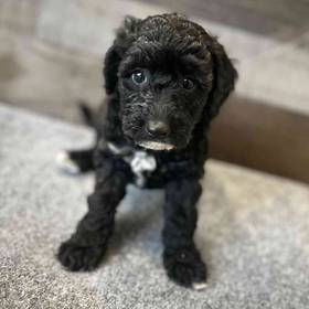 Mini Goldendoodle