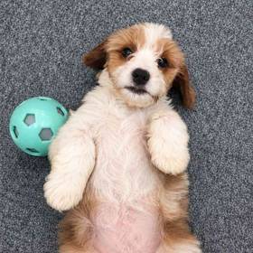 Cavapoo