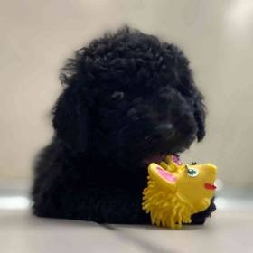 Mini Goldendoodle