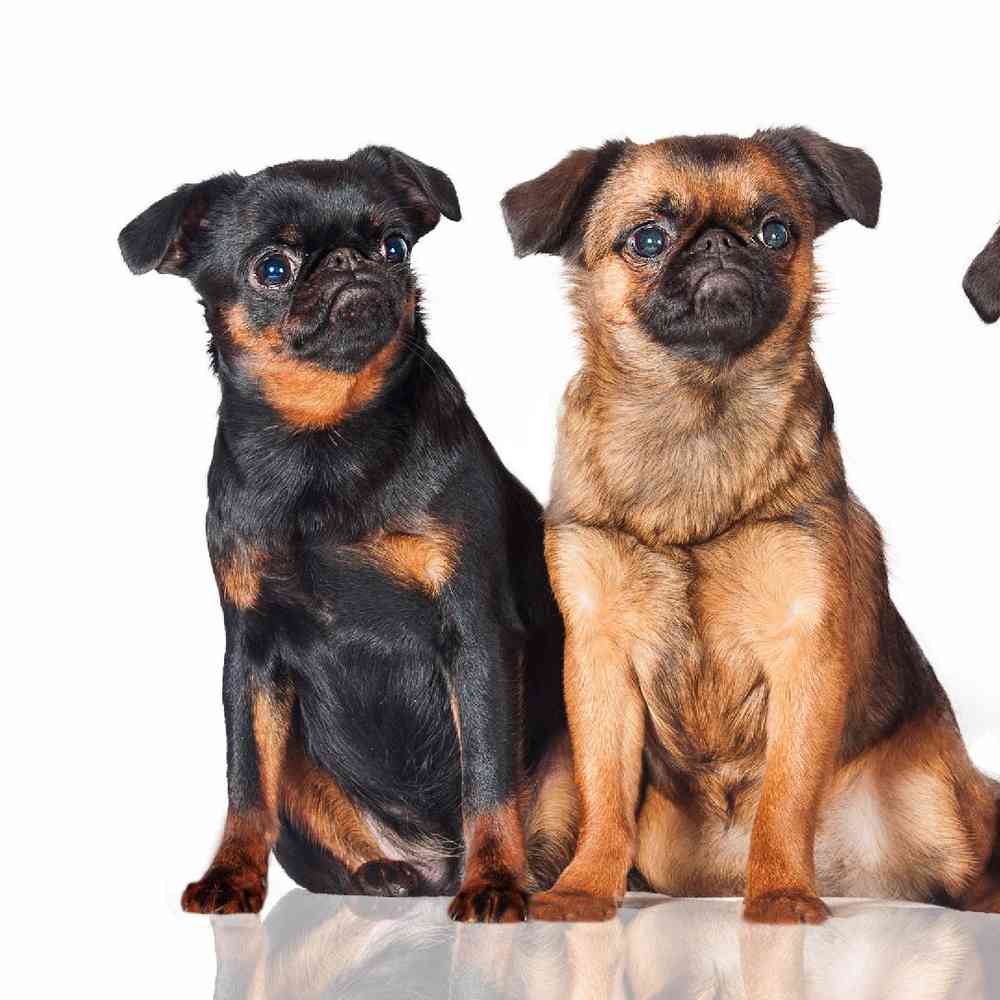 Griffon bruxellois puppies for 2025 sale