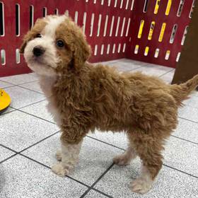 Mini Aussiedoodle