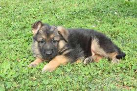 German Shepherd