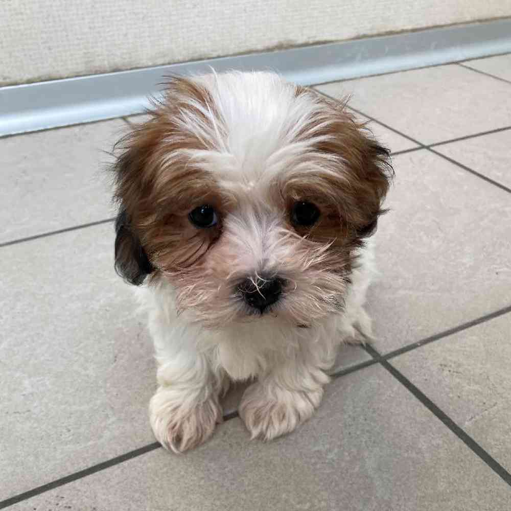 Female Coton Shih Tzu Puppy for sale