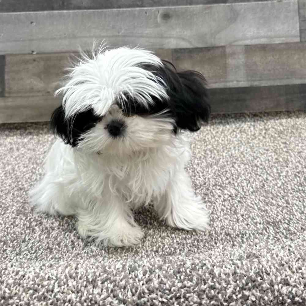 Image of a pet breed in the gallery