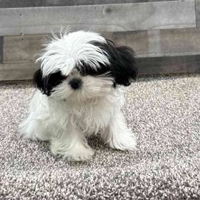 Shih Tzu