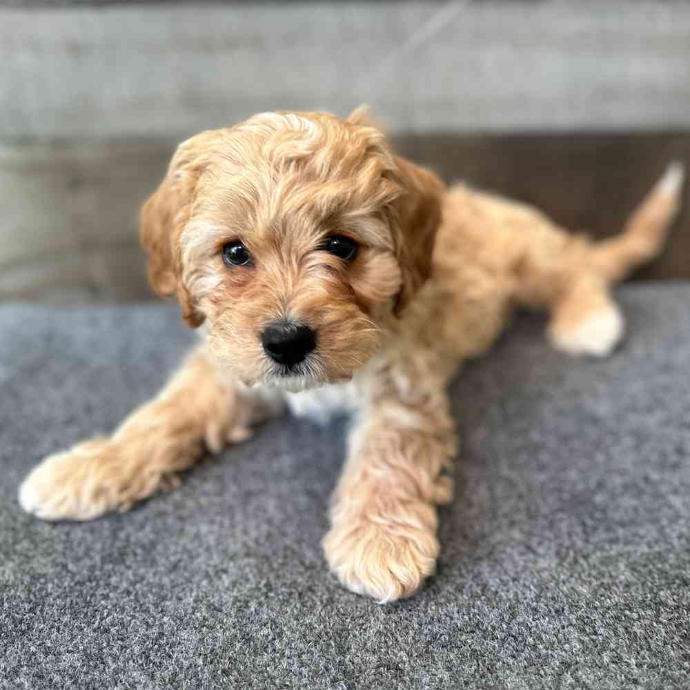 Image of a pet breed in the gallery