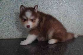 Pomsky