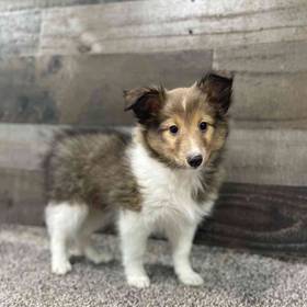 Sheltie