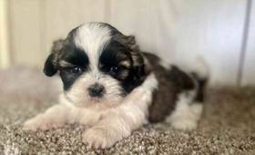 Shih Tzu