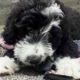 Mini Bernedoodle