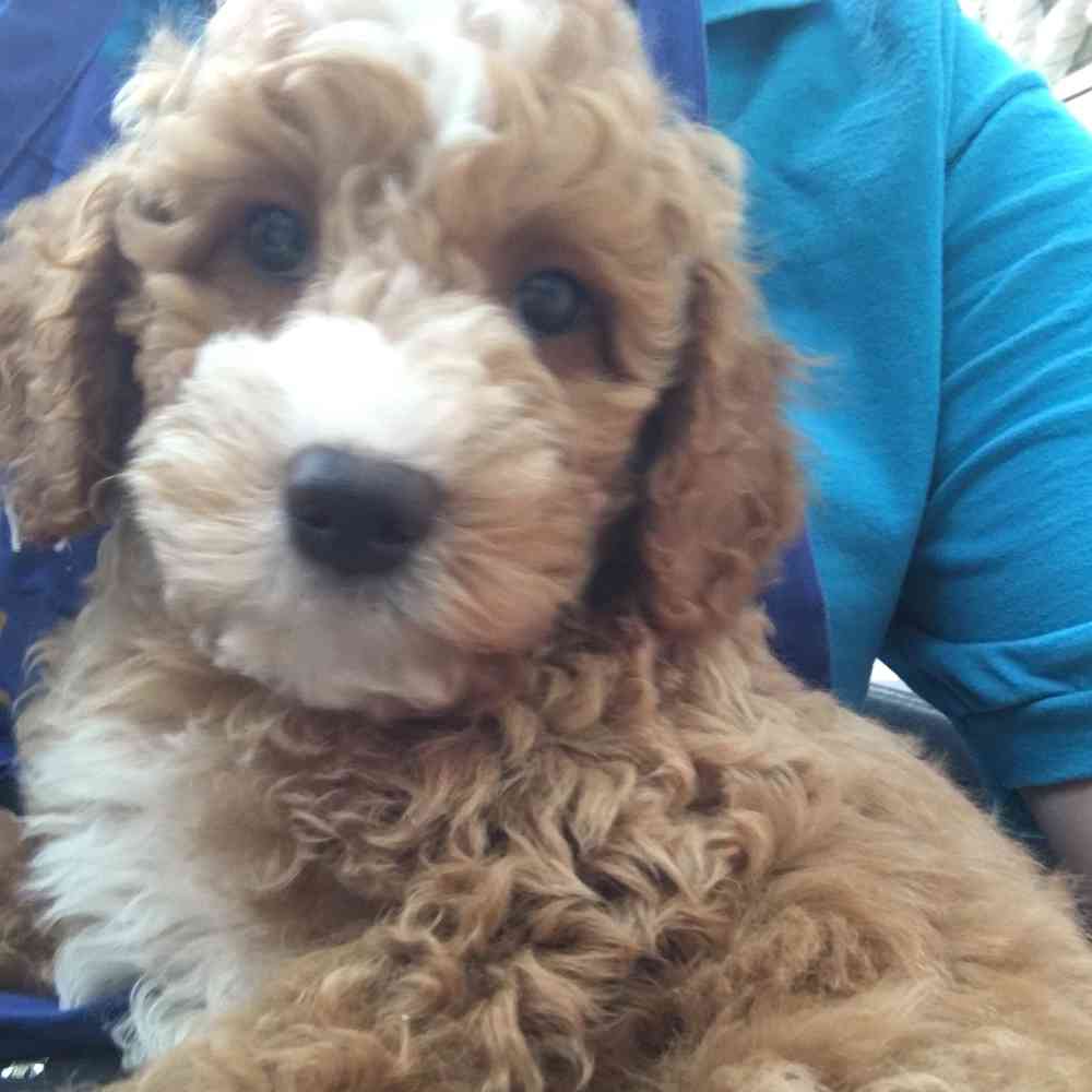 pet breed image