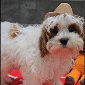 Cavapoo